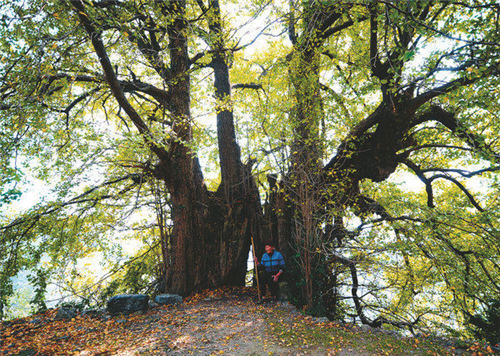 ȏ(f)ѹŘľ T^1800qy...