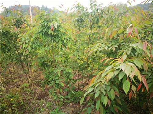 (yng)_L(fng) Řľ(yng)ԓ@ô