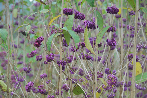 ȫGίTPMһӏŘľo...