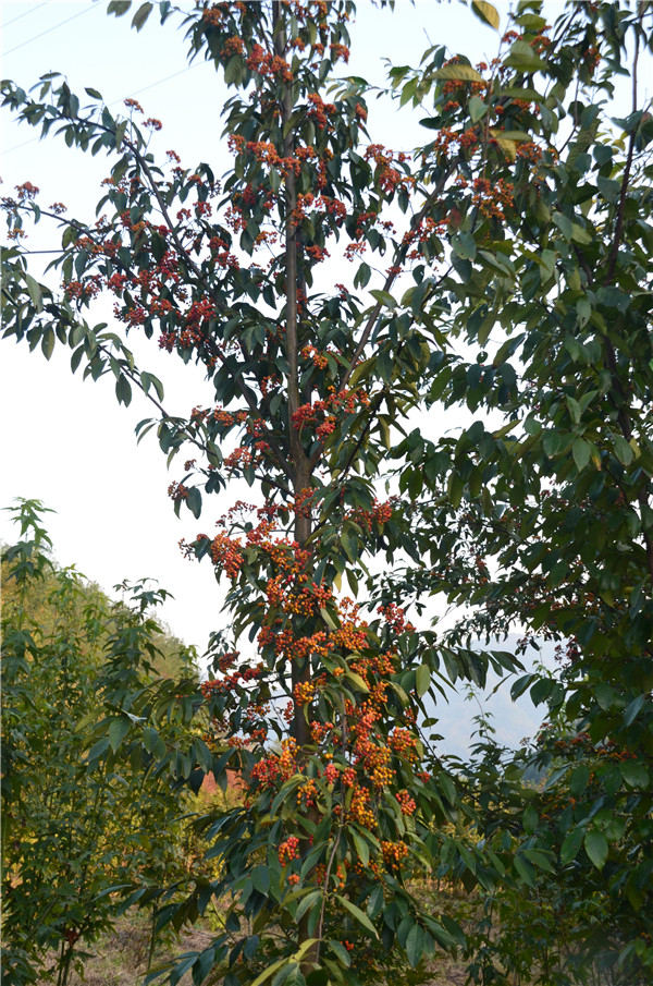 㽭ʡekŘľYԴղͱoӖ